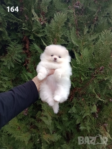 Женски Померани. Реални снимки от 07.12.25 г. , снимка 2 - Померан - 52556595