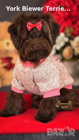 Мини малтипу! Шоколадов момчето Baby face за деца и възрастни! Доставка 