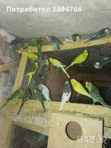 Вълнисти папагали, снимка 1 - Папагали - 43837621