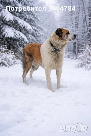 Продавам Сао алабай , снимка 4 - Алабай - 53403323