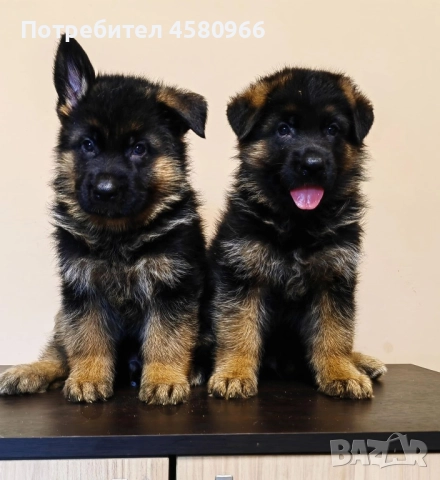 Топ Немски Овчарки , снимка 2 - Немска овчарка - 51913768