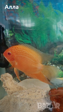Севериум, анцитруси голями, папагал, синегал, снимка 2 - Рибки - 53565247