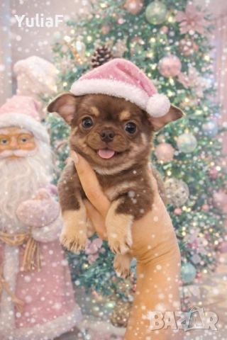 Момче Чихуахуа 