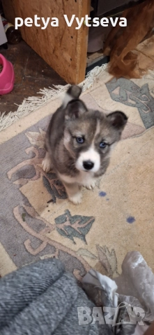 Продавам женско кученце, снимка 5 - Други - 52595781