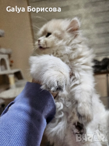 Британско лилаво злато момиче , Коледна промоция , снимка 4 - Британска късокосместа - 52437224