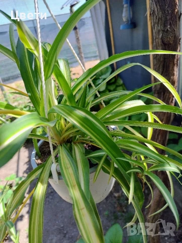 Продавам хлорофитум 