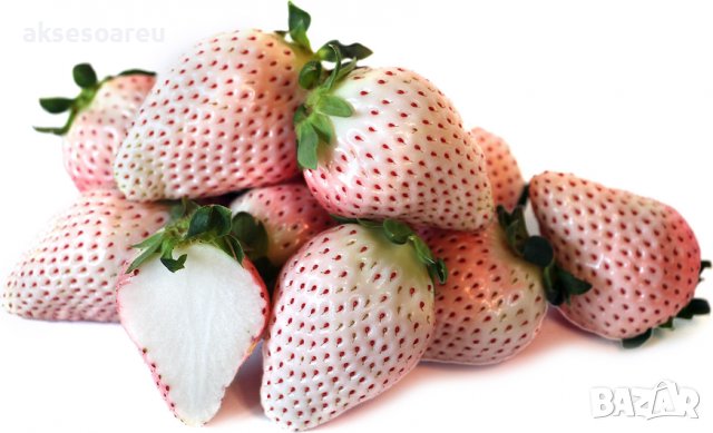 200 семена от плод бяла ягода органични плодови бели ягодови семена от вкусни ягоди отлични плодове , снимка 10 - Сортови семена и луковици - 37706682