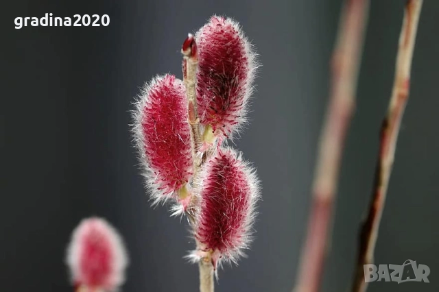 Бреза и Върба, снимка 4 - Градински цветя и растения - 27205053