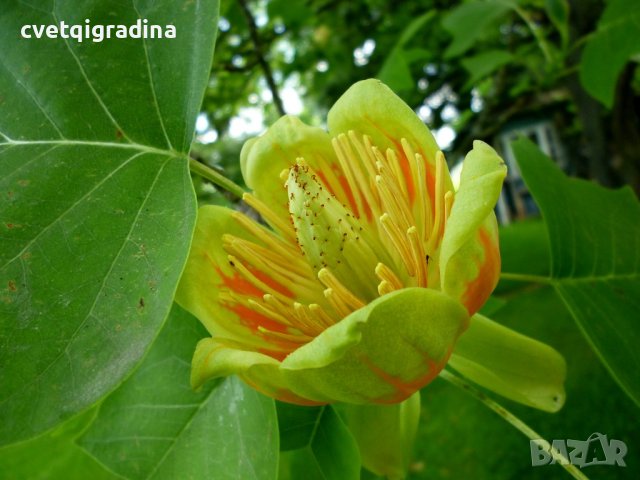 Liriodendron tulipifera (Ликвидамбър Лирово дърво), снимка 2 - Градински цветя и растения - 43908156