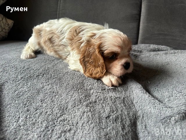 Продавам малки каварчета, снимка 7 - Кавалер кинг чарлз шпаньол - 53594873