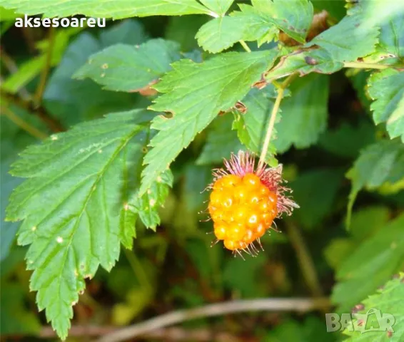 20 качествени Семена от Британска Есенна Златна Малина Златни наситени Сладки Малини от Колумбия, снимка 8 - Сортови семена и луковици - 50221087