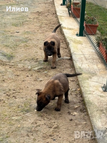 Две женски  белгийски овчарки , снимка 2 - Белгийска овчарка - 53055934