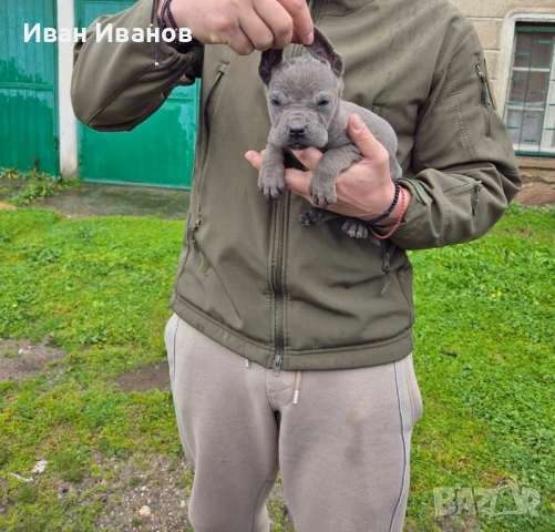 Кане Корсо, снимка 2 - Кане корсо - 53244274