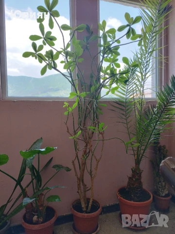 Продавам дърво на живота 20 год.