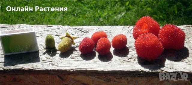 Розолистна малина Мяо Мяо  ( Rubus rosaefolius) и И Ягодо малина (Астерик), снимка 2 - Градински цветя и растения - 27194168