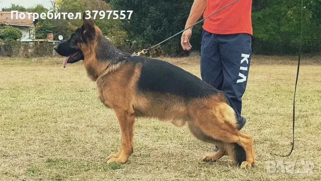 Развъдник за Немско Овчарко Куче von Haus Evelin , снимка 10 - Немска овчарка - 46421572