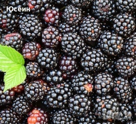 Къпини без бодли, снимка 2 - Разсади - 52909660