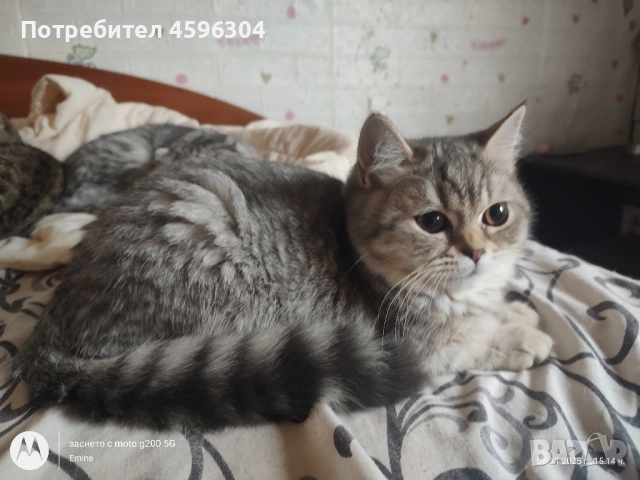 Британски котенца , снимка 5 - Британска късокосместа - 52506056