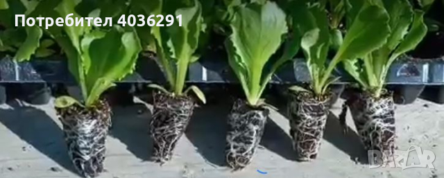 салата фънфикс айсберг и домат пипер в табли