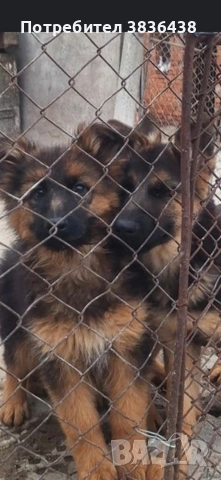 Чистокръвни немски овчарки, снимка 4 - Немска овчарка - 52933564