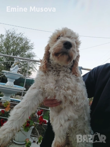 Кокер , снимка 2 - Кокер шпаньол - 52257227