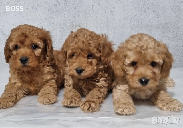 Той Пудел Мини Пудел, снимка 2 - Пудели - 49144293