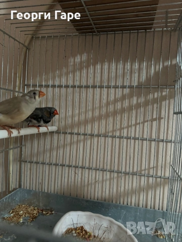 Млада двойка зеброви амадини - 2025 