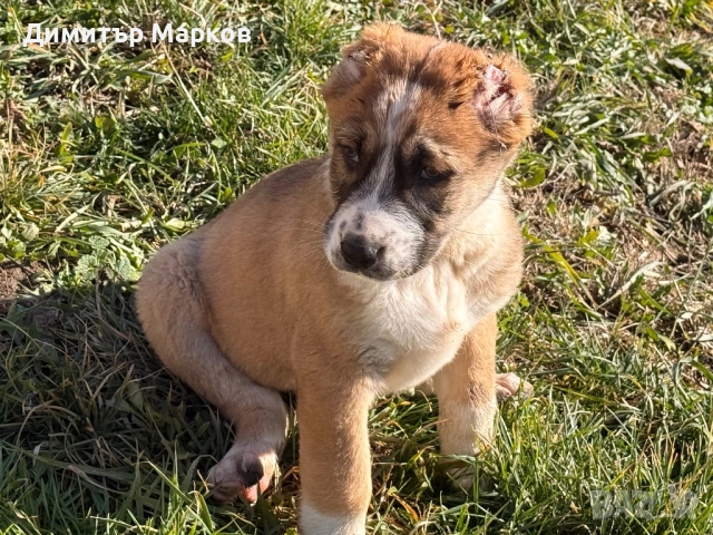 Кученца АЛАБАЙ(САО), снимка 2 - Алабай - 53439801