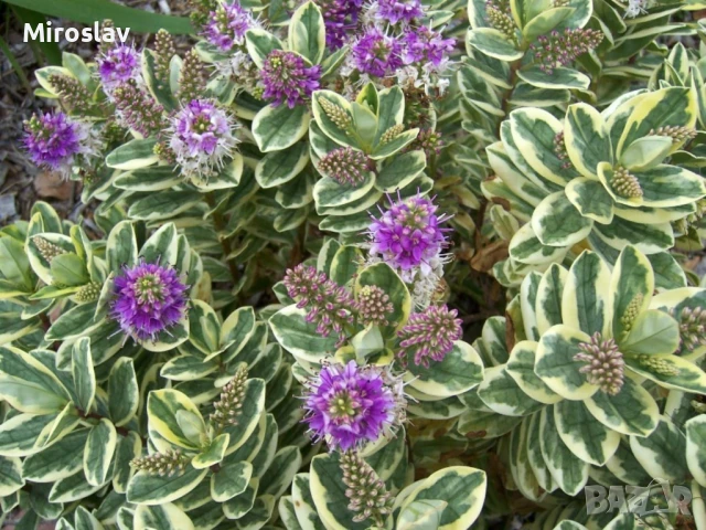 Хебе Триколор, снимка 4 - Градински цветя и растения - 50625322