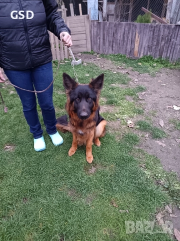 дългокосместа немска овчарка, снимка 2 - Немска овчарка - 52599745