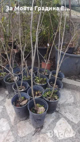 Индиански Банан , снимка 5 - Градински цветя и растения - 49421092