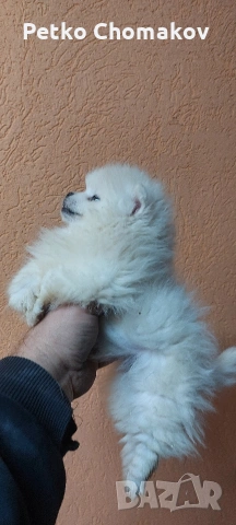 померан, снимка 4 - Померан - 53143079