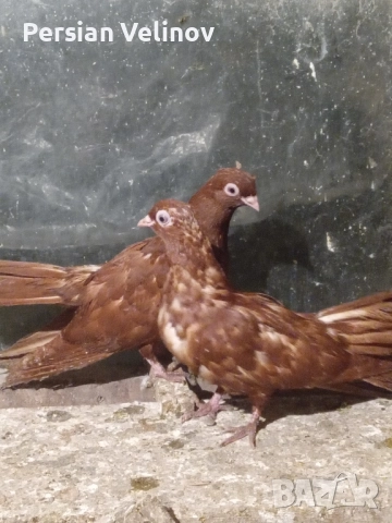 Продавам гълъби *, снимка 6 - Гълъби - 52367362