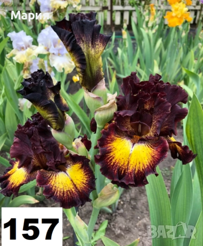 Сортови вискоки ириси /брадати ириси