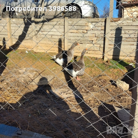 Гъски чифт къдрави гъски, снимка 6 - други­ - 52710322