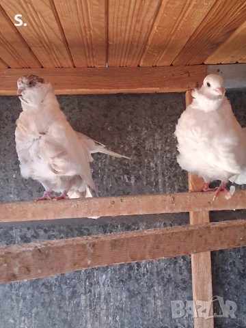 Чайки , снимка 4 - Гълъби - 50774390