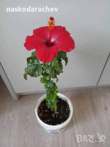 Китайски рози цвят червен празен фуния, снимка 5 - Стайни растения - 34949038