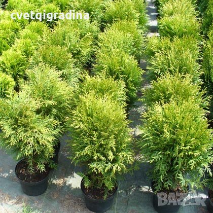 Thuja Little Champion (Туя Малък шампион), снимка 2 - Градински цветя и растения - 37523117