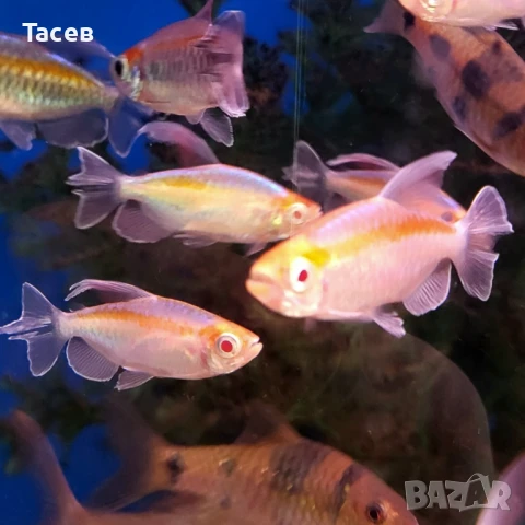 Конго тетри албино 5-6см, снимка 1