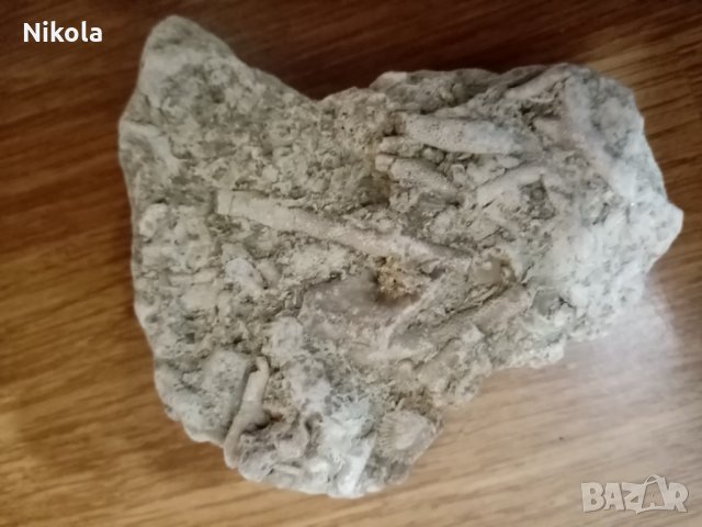 Фосили колония бриозои, снимка 8 - Колекции - 28667731