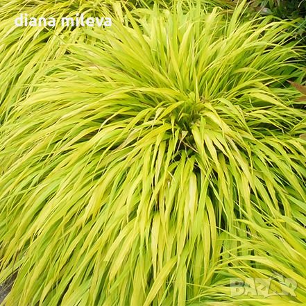  Хаконехлоа, Японска плачеща трева, Hakonechloa macra ALL GOLD, снимка 2 - Градински цветя и растения - 43401522