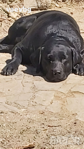 Нашият красавец Спайк - черен мъжки лабрадор търси си приятелка., снимка 6 - Лабрадор ретривър - 44877942