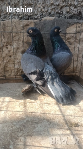 Берлински Късоклун , снимка 5 - Амадини - 47839363