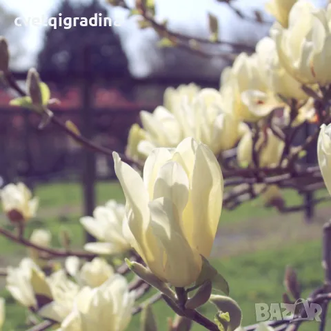 Magnolia 'Elizabeth'-Магнолия Елизабет, снимка 2 - Градински цветя и растения - 49273009