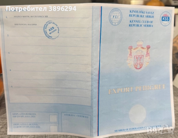 Уникални кученца кане корсо италяно,шоу клас чистокръвни., снимка 12 - Кане корсо - 52775457