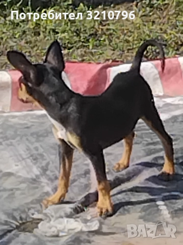 Продавам малки сърнисти пинчери , снимка 4 - Пинчер - 52129923