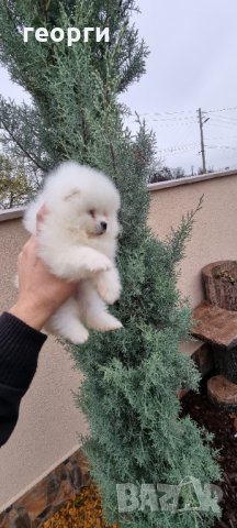 Померан, снимка 8 - Померан - 34914787