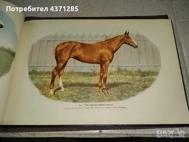 Альбом пород лошадей СССР - С.В.Афанасьев"1953  книга , снимка 14 - Художествена литература - 49216088