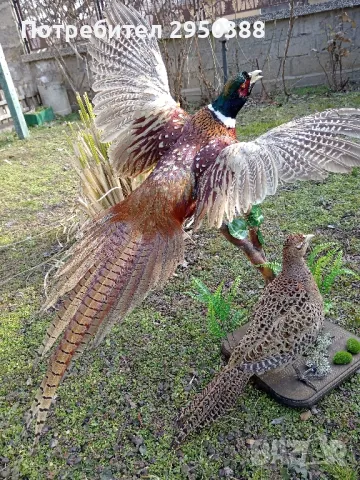 Препарирани фазани, снимка 3 - Други - 48732216