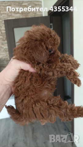 Той пудел, снимка 5 - Пудели - 52558284